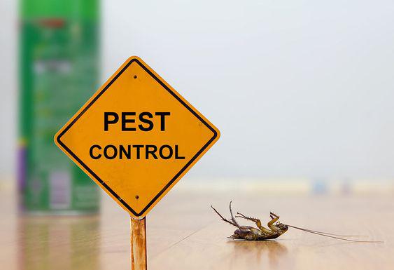blatte morte à côté d'un panneau pest control